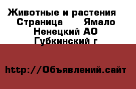  Животные и растения - Страница 10 . Ямало-Ненецкий АО,Губкинский г.